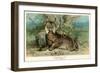 European Lynx-null-Framed Art Print