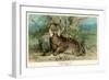 European Lynx-null-Framed Art Print