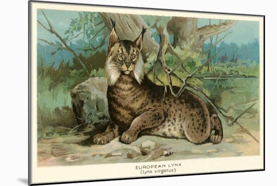 European Lynx-null-Mounted Art Print