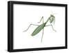 European Mantis (Mantis Religiosa), Insects-Encyclopaedia Britannica-Framed Poster