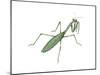 European Mantis (Mantis Religiosa), Insects-Encyclopaedia Britannica-Mounted Poster