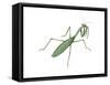 European Mantis (Mantis Religiosa), Insects-Encyclopaedia Britannica-Framed Stretched Canvas