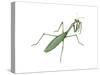 European Mantis (Mantis Religiosa), Insects-Encyclopaedia Britannica-Stretched Canvas