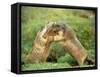 European Marmot X Two-null-Framed Stretched Canvas