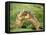 European Marmot X Two-null-Framed Stretched Canvas