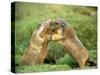 European Marmot X Two-null-Stretched Canvas