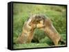 European Marmot X Two-null-Framed Stretched Canvas