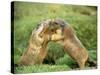 European Marmot X Two-null-Stretched Canvas