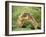 European Marmot X Two-null-Framed Photographic Print