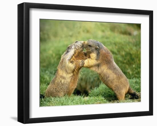 European Marmot X Two-null-Framed Photographic Print