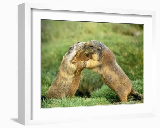 European Marmot X Two-null-Framed Photographic Print