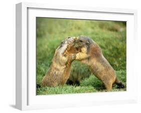 European Marmot X Two-null-Framed Photographic Print