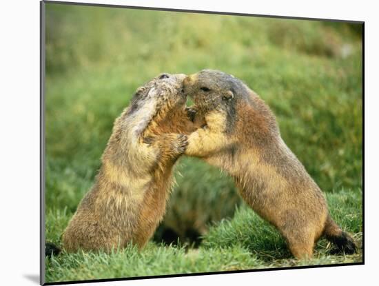European Marmot X Two-null-Mounted Photographic Print