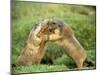 European Marmot X Two-null-Mounted Photographic Print