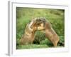 European Marmot X Two-null-Framed Photographic Print