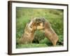 European Marmot X Two-null-Framed Photographic Print