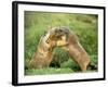 European Marmot X Two-null-Framed Photographic Print