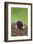 European Mole (Talpa Europea), Controlled, United Kingdom, Europe-Ann and Steve Toon-Framed Photographic Print