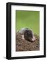 European Mole (Talpa Europea), Controlled, United Kingdom, Europe-Ann and Steve Toon-Framed Photographic Print