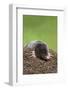 European Mole (Talpa Europea), Controlled, United Kingdom, Europe-Ann and Steve Toon-Framed Photographic Print