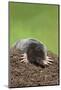 European Mole (Talpa Europea), Controlled, United Kingdom, Europe-Ann and Steve Toon-Mounted Photographic Print