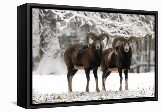 European Mouflon Rams in Snow-null-Framed Stretched Canvas