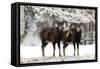 European Mouflon Rams in Snow-null-Framed Stretched Canvas