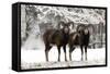 European Mouflon Rams in Snow-null-Framed Stretched Canvas