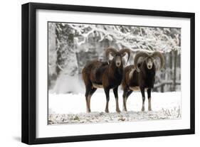 European Mouflon Rams in Snow-null-Framed Premium Photographic Print