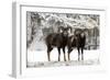 European Mouflon Rams in Snow-null-Framed Premium Photographic Print