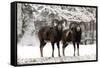 European Mouflon Rams in Snow-null-Framed Stretched Canvas