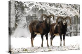 European Mouflon Rams in Snow-null-Stretched Canvas