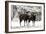 European Mouflon Rams in Snow-null-Framed Photographic Print