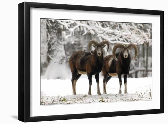 European Mouflon Rams in Snow-null-Framed Photographic Print