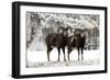 European Mouflon Rams in Snow-null-Framed Photographic Print