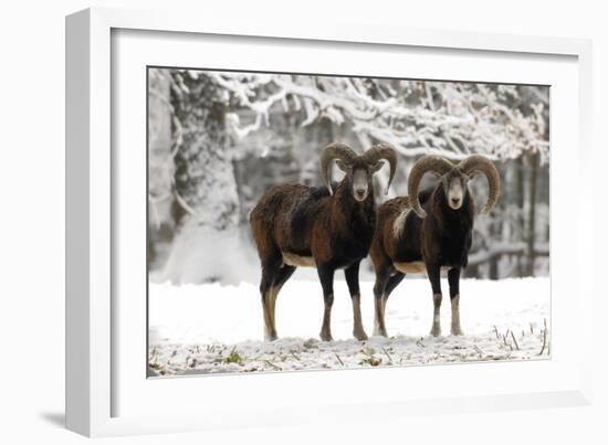 European Mouflon Rams in Snow-null-Framed Photographic Print