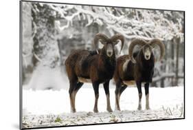 European Mouflon Rams in Snow-null-Mounted Photographic Print