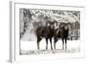European Mouflon Rams in Snow-null-Framed Photographic Print