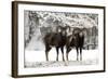 European Mouflon Rams in Snow-null-Framed Photographic Print