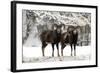 European Mouflon Rams in Snow-null-Framed Photographic Print