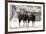 European Mouflon Rams in Snow-null-Framed Photographic Print