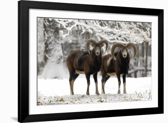 European Mouflon Rams in Snow-null-Framed Photographic Print