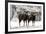 European Mouflon Rams in Snow-null-Framed Photographic Print