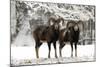 European Mouflon Rams in Snow-null-Mounted Photographic Print