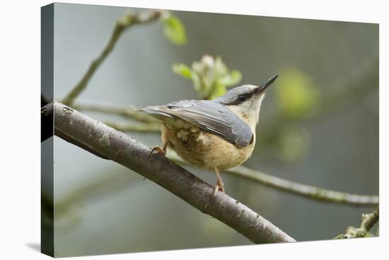 European Nuthatch (Sitta Europaea). Powys, Wales, May-Mark Hamblin-Stretched Canvas