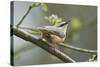 European Nuthatch (Sitta Europaea). Powys, Wales, May-Mark Hamblin-Stretched Canvas