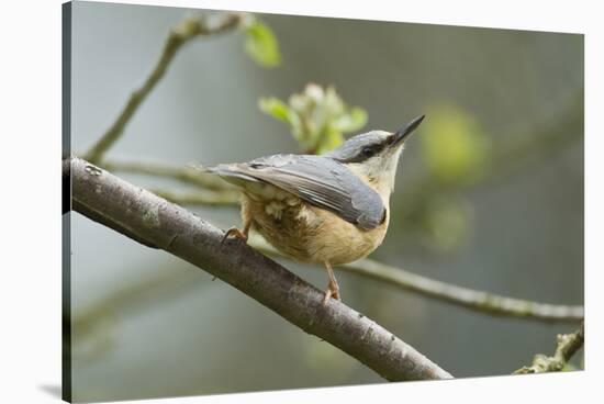 European Nuthatch (Sitta Europaea). Powys, Wales, May-Mark Hamblin-Stretched Canvas