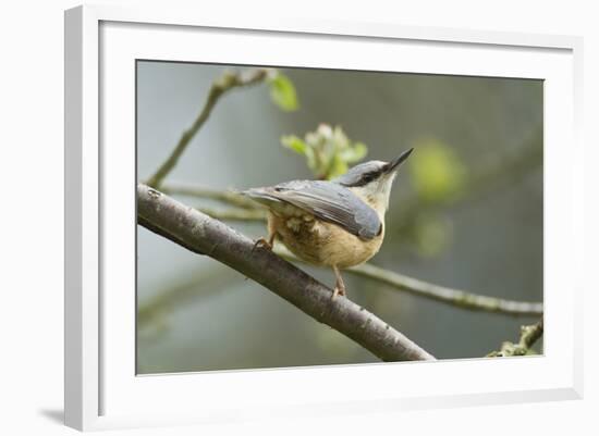 European Nuthatch (Sitta Europaea). Powys, Wales, May-Mark Hamblin-Framed Photographic Print