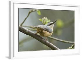 European Nuthatch (Sitta Europaea). Powys, Wales, May-Mark Hamblin-Framed Photographic Print