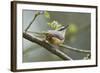 European Nuthatch (Sitta Europaea). Powys, Wales, May-Mark Hamblin-Framed Photographic Print